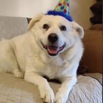 10-Year-Old Dog Dies During Routine Grooming Appointment in Largo as Owner Questions What Happened Inside the Salon