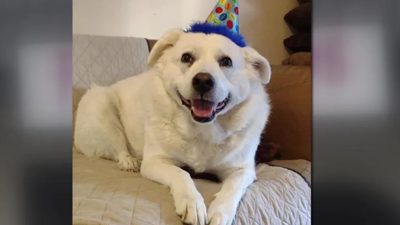 10-Year-Old Dog Dies During Routine Grooming Appointment in Largo as Owner Questions What Happened Inside the Salon