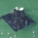 4,000-Pound Oceanic Manta Ray Spotted Near New York Shore in Rare Long Island Encounter That Stunned Beachgoers