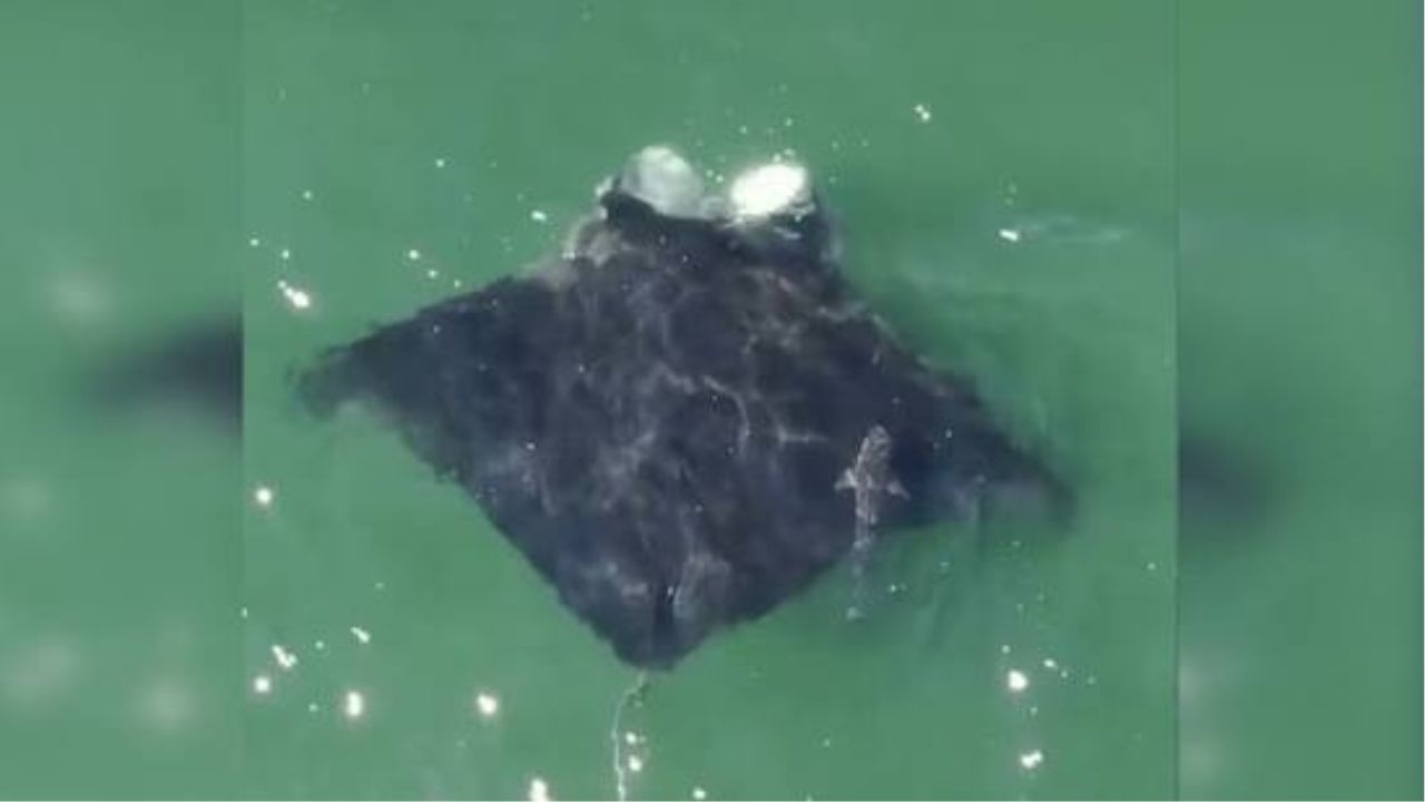4,000-Pound Oceanic Manta Ray Spotted Near New York Shore in Rare Long Island Encounter That Stunned Beachgoers