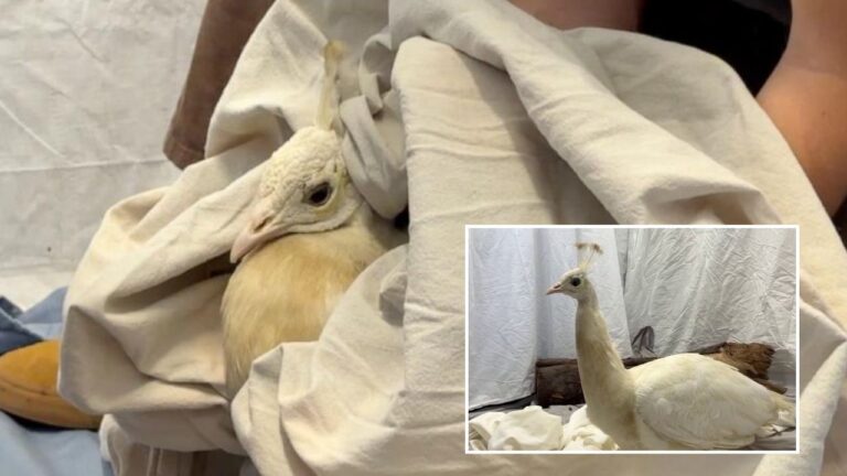 Beloved Peacock Left Injured After California Mail Carrier Allegedly Hits Bird With Rock and Club, Residents Say