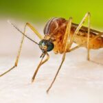 Connecticut Reports First West Nile Virus Case of 2026 as Mosquito Risk Peaks