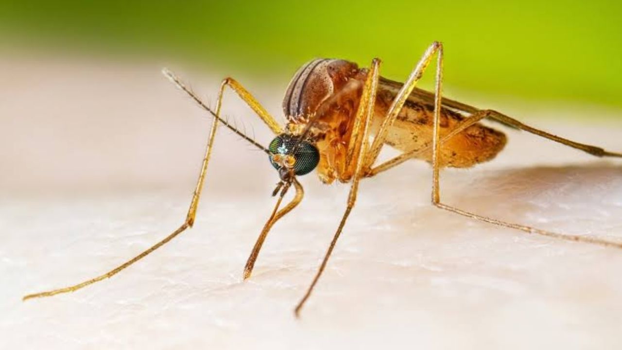 Connecticut Reports First West Nile Virus Case of 2026 as Mosquito Risk Peaks