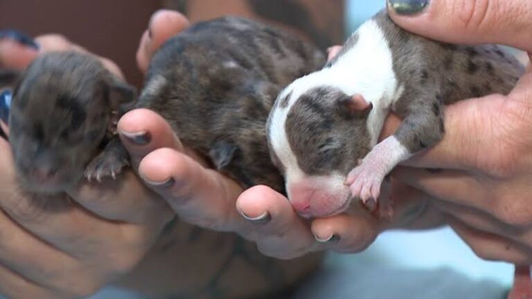 Four Tiny Puppies Fighting for Their Lives After Six Were Abandoned Beside a New Haven Dumpster