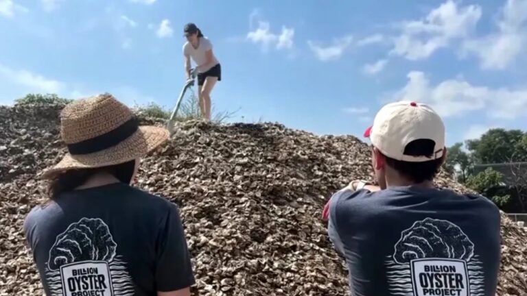 NYC Restaurants Are Saving Their Used Oyster Shells From Landfills to Help Bring New York Harbor’s Oyster Reefs Back