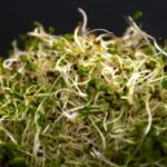 Popular Alfalfa Sprouts Linked to Rare Double-Bacteria Outbreak as 55 People Across 15 States Become Sick