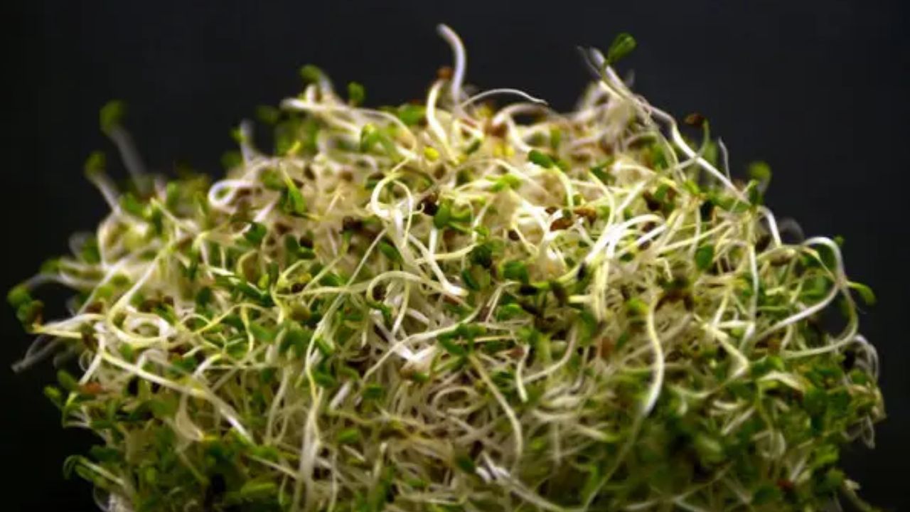Popular Alfalfa Sprouts Linked to Rare Double-Bacteria Outbreak as 55 People Across 15 States Become Sick