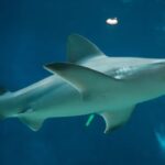 Sandbar Shark Spotted Near Rhode Island as Protected Shark Population Makes a Major Comeback Across New England