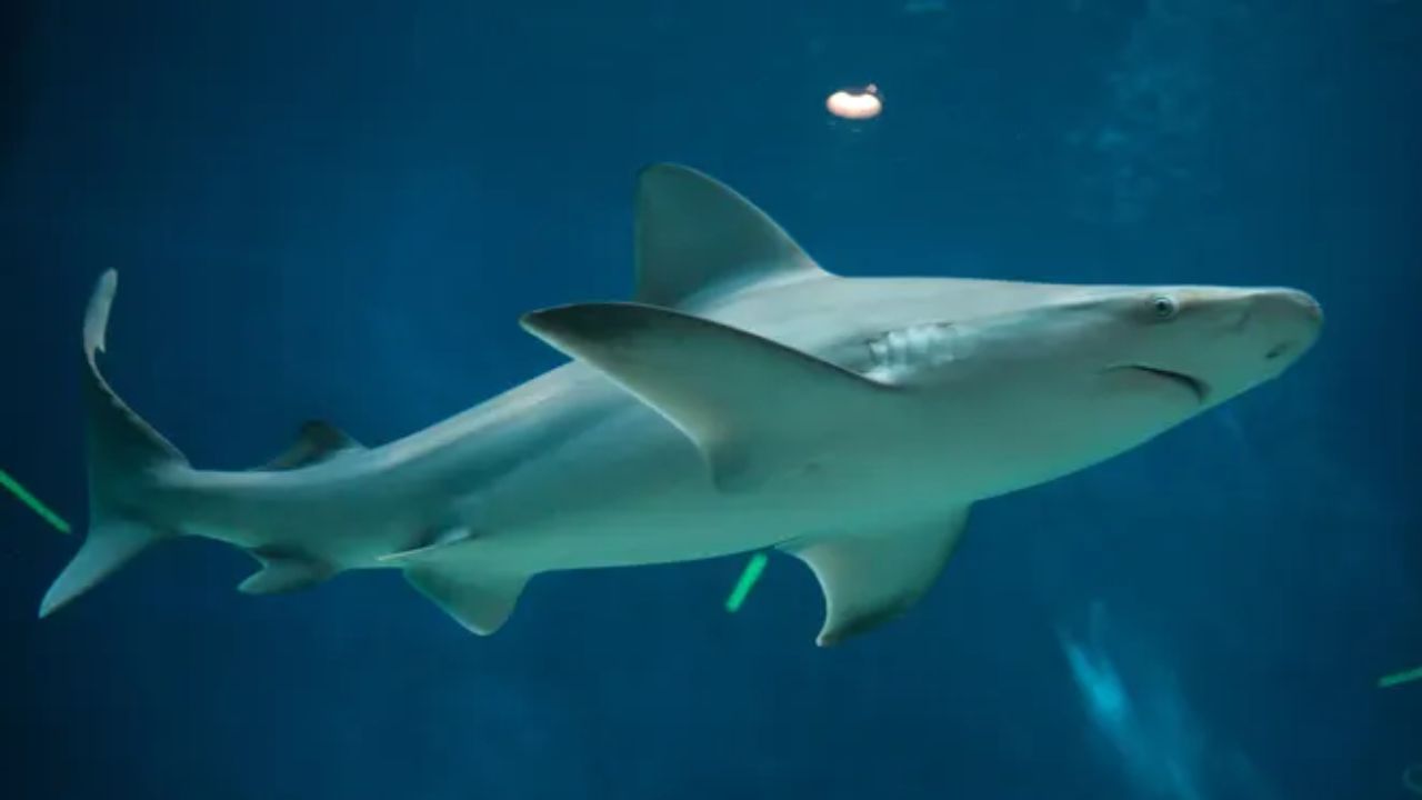 Sandbar Shark Spotted Near Rhode Island as Protected Shark Population Makes a Major Comeback Across New England