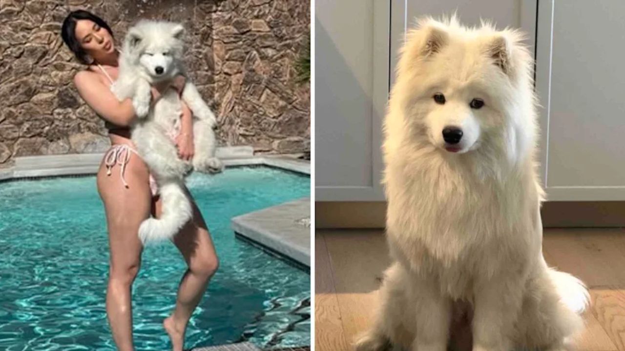 11-Month-Old Puppy Dies After Allegedly Being Left in 85-Degree Crate at LA Dog Trainer