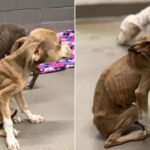 15 Dogs Rescued From Alabama Home After 1 Dog is Found Dead Inside Kennel, Owner Faces Animal Cruelty Charge
