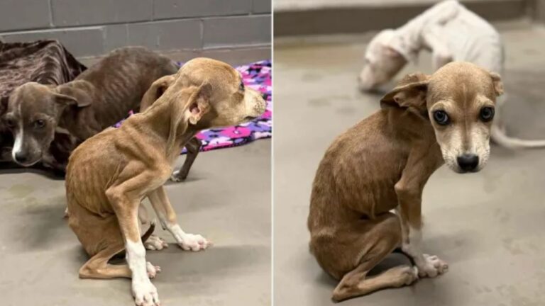 15 Dogs Rescued From Alabama Home After 1 Dog is Found Dead Inside Kennel, Owner Faces Animal Cruelty Charge