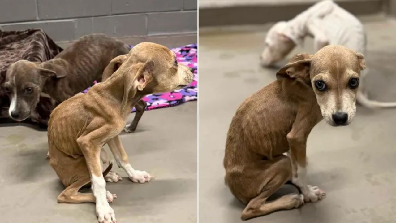 15 Dogs Rescued From Alabama Home After 1 Dog is Found Dead Inside Kennel, Owner Faces Animal Cruelty Charge