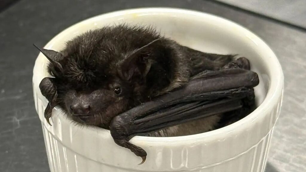 Bat Turns Up Inside Omaha Office Building and Becomes First of Its Kind Ever Documented in Nebraska