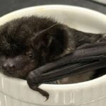 Bat Turns Up Inside Omaha Office Building and Becomes First of Its Kind Ever Documented in Nebraska