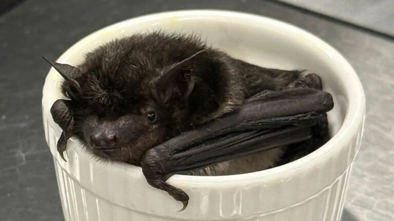 Bat Turns Up Inside Omaha Office Building and Becomes First of Its Kind Ever Documented in Nebraska