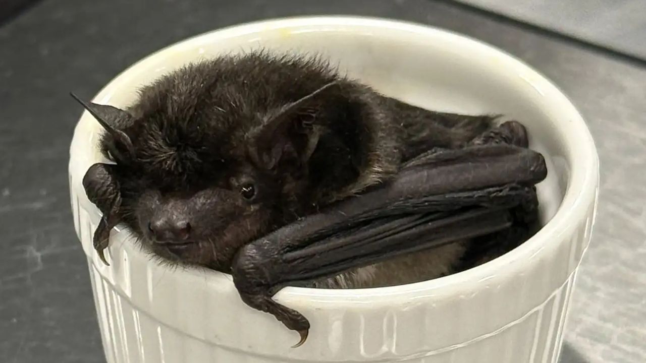 Bat Turns Up Inside Omaha Office Building and Becomes First of Its Kind Ever Documented in Nebraska