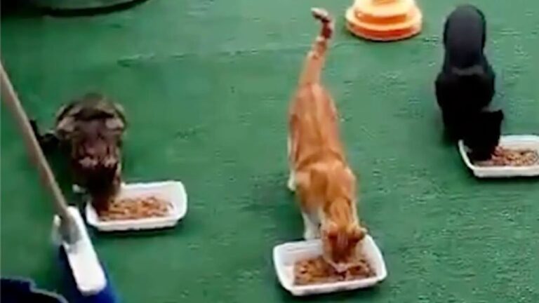 Brooklyn Cat Colony Horror 18 Cats and 3 Raccoons Found Dead After Suspected Poisoning