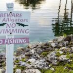 Child’s Labor Day Outing Turns Terrifying After 9-to-12-Foot Alligator Attacks in Restricted Florida Waters