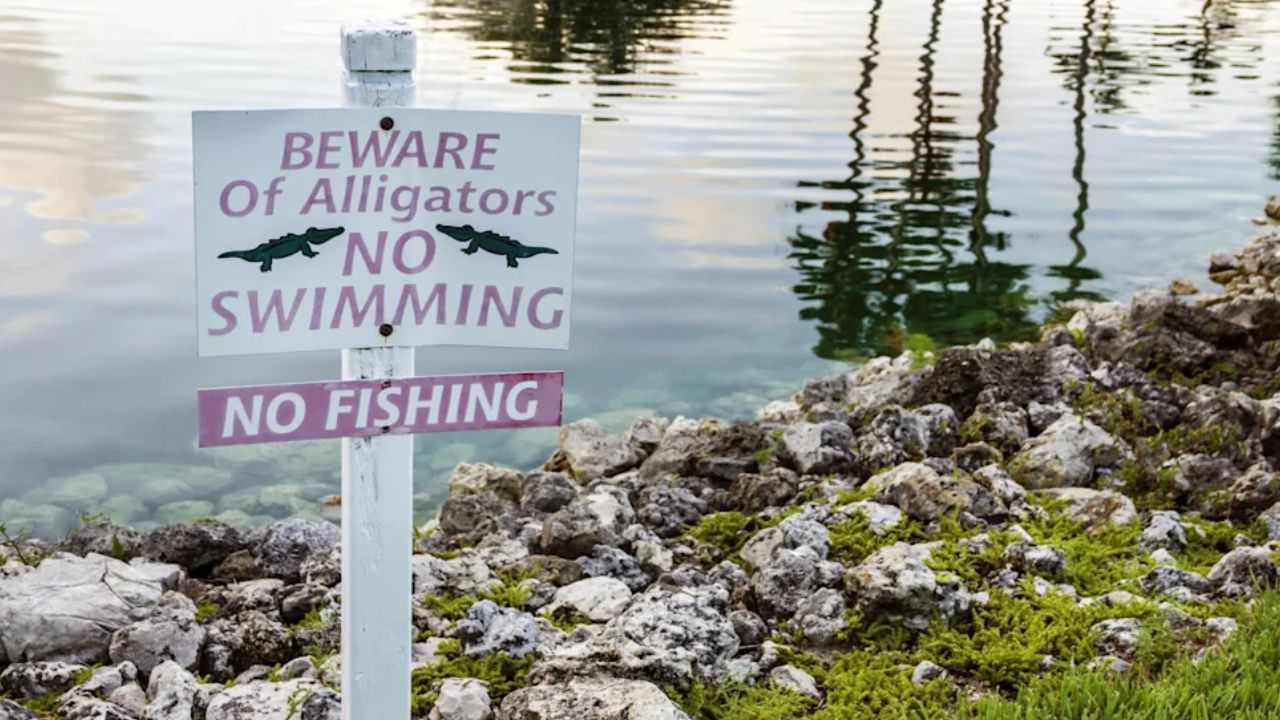 Child’s Labor Day Outing Turns Terrifying After 9-to-12-Foot Alligator Attacks in Restricted Florida Waters