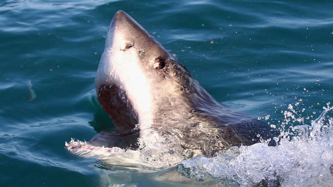 Diver Attacked by Shark 30 Miles Off Florida Coast and Suffers Significant Blood Loss Before Dramatic Rescue