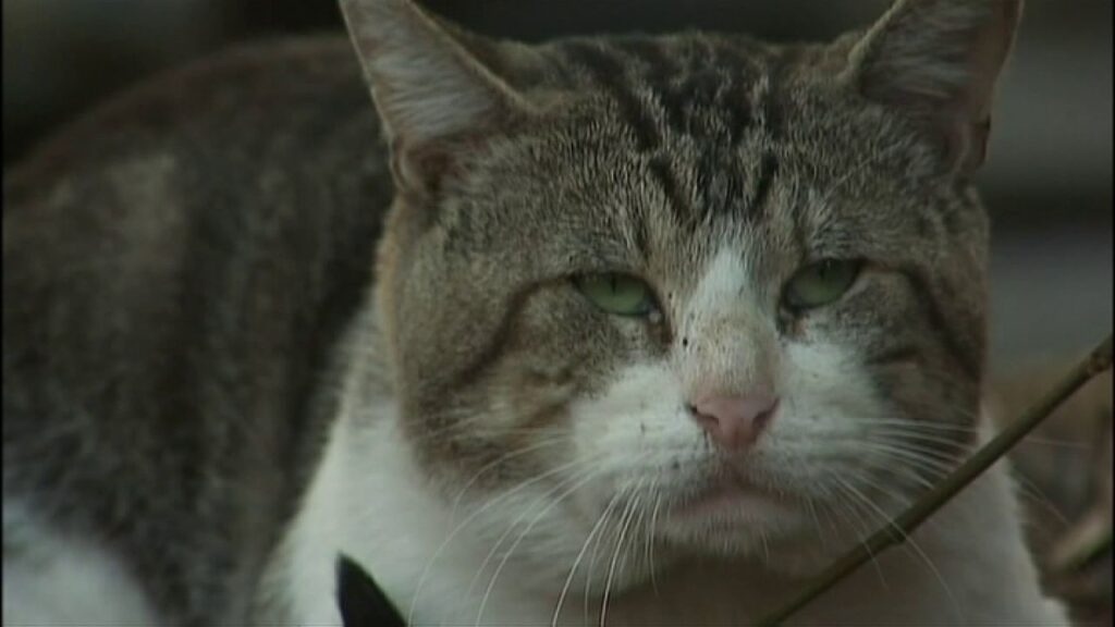 Gibsonton Cat Tests Positive for Rabies 60-Day Alert Issued as Officials Warn Residents