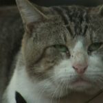 Gibsonton Cat Tests Positive for Rabies 60-Day Alert Issued as Officials Warn Residents