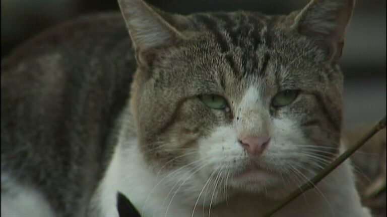 Gibsonton Cat Tests Positive for Rabies: 60-Day Alert Issued as Officials Warn Residents