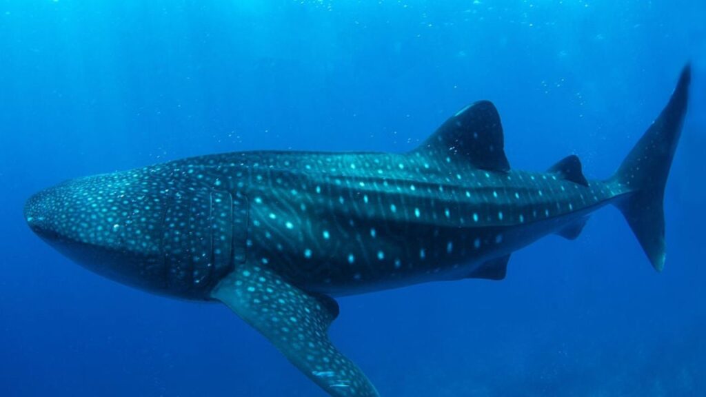 New York Waters Get an Unbelievable Surprise as Two Giant Whale Sharks Suddenly Surface Near Brooklyn