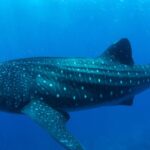 New York Waters Get an Unbelievable Surprise as Two Giant Whale Sharks Suddenly Surface Near Brooklyn
