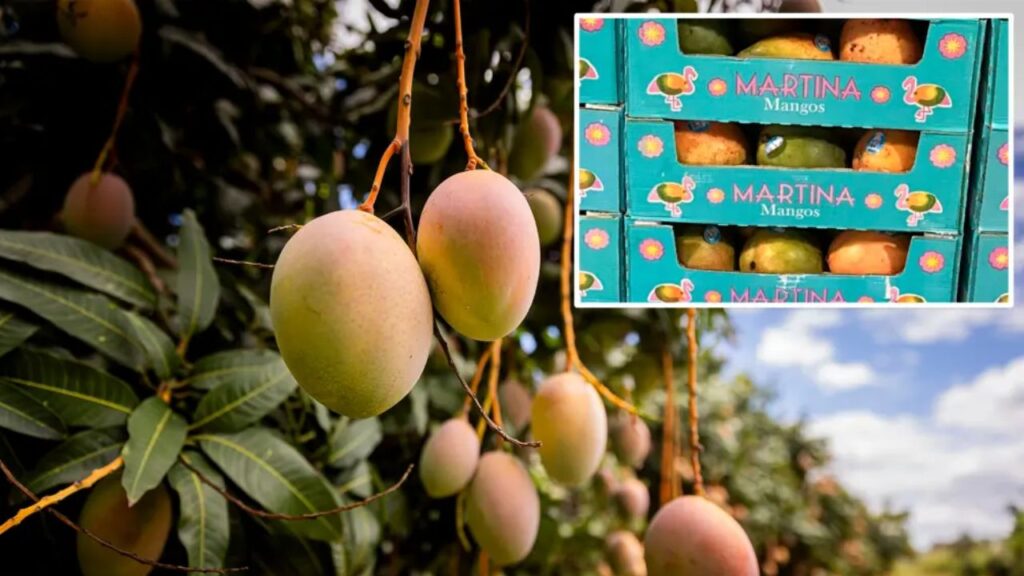 Popular Mangoes Sold at Walmart Recalled After Salmonella Concern—Consumers in 4 States Urged to Check Labels