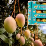Popular Mangoes Sold at Walmart Recalled After Salmonella Concern—Consumers in 4 States Urged to Check Labels
