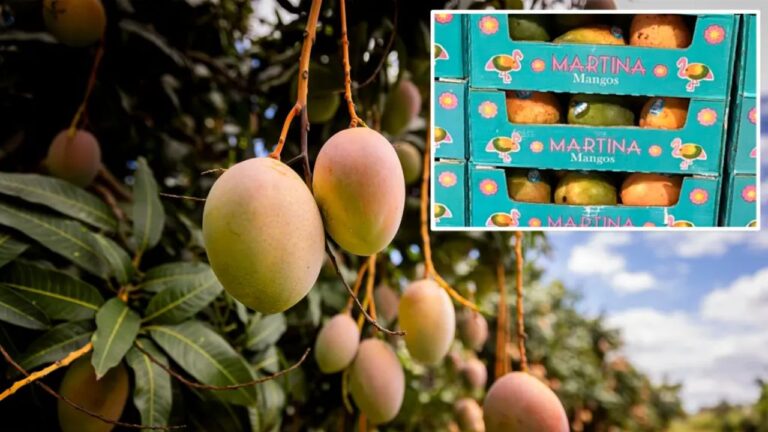 Popular Mangoes Sold at Walmart Recalled After Salmonella Concern—Consumers in 4 States Urged to Check Labels
