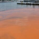 Texas Beaches Face Red Tide Warning as Toxic Algae Triggers Respiratory Problems