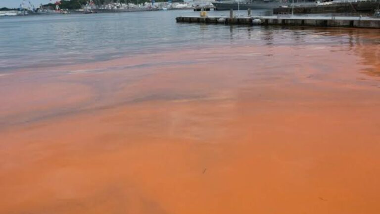 Texas Beaches Face Red Tide Warning as Toxic Algae Triggers Respiratory Problems