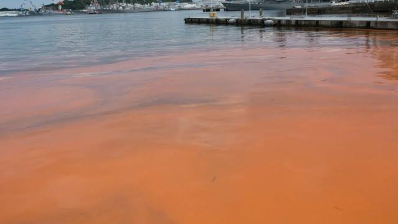 Texas Beaches Face Red Tide Warning as Toxic Algae Triggers Respiratory Problems