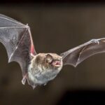 U.S. Rabies Cases Jump 17% This Summer as Bats, Raccoons and Beavers Spark Alarming Encounters