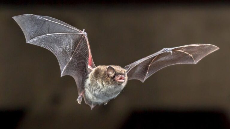 U.S. Rabies Cases Jump 17% This Summer as Bats, Raccoons and Beavers Spark Alarming Encounters